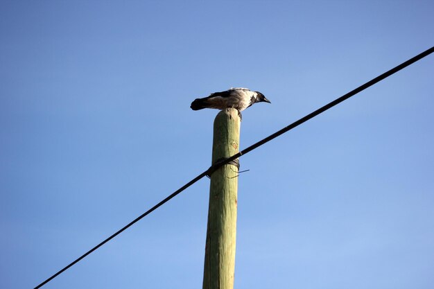 Corvo Su Un Palo Elettrico