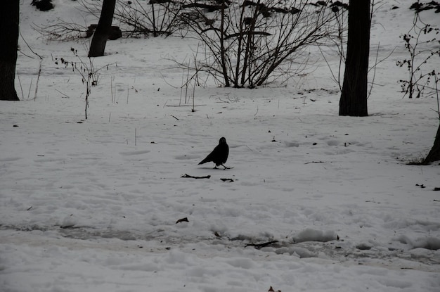 Corvo su una neve nel parco cittadino