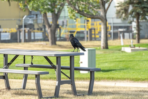 Corvo sulla panchina del parco su strada