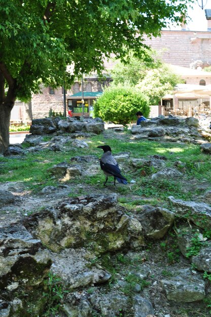 Corvo sulle pietre. Uccello su grandi pietre. Giornata estiva in città. Sfondo, trama.