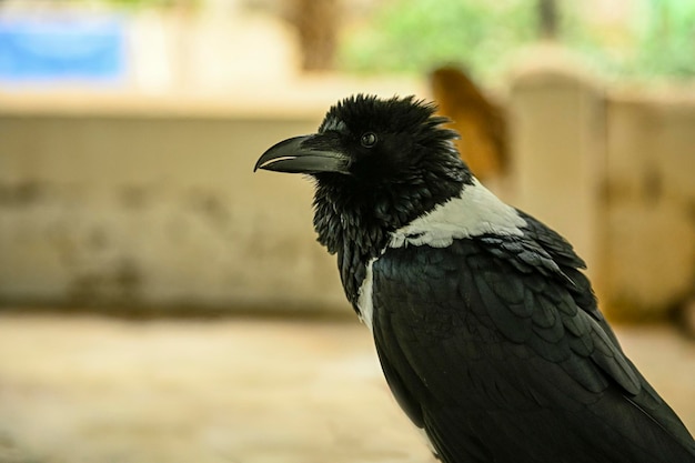 Corvus albus o corvo pezzato è una specie di uccello passeriforme della famiglia Corvidae