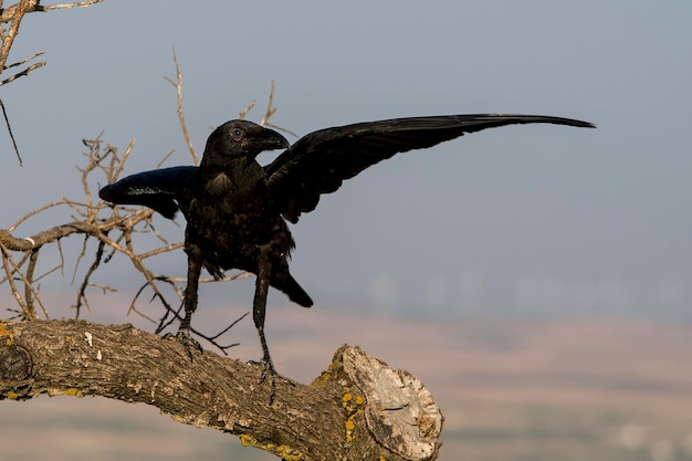 Corvus corax il grande corvo è una specie di uccello passeriforme della famiglia dei corvidi