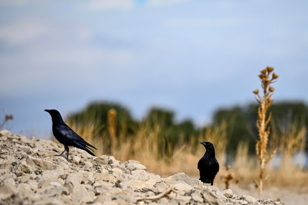 Corvus corax o cuervo grande è una specie di ave paseriforme della famiglia Corvidae