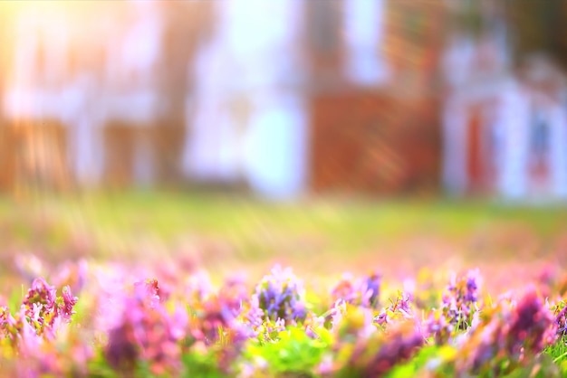 Corýdalis fiore ornamentale, carta da parati primavera, ecologia