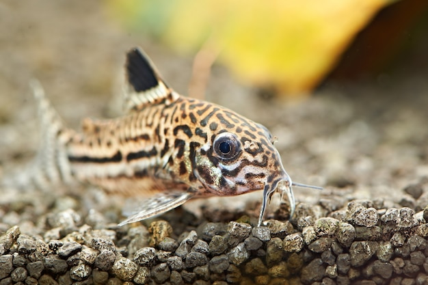 Corydoras julii in acquario.