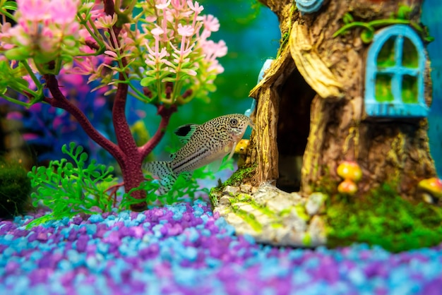 Corydoras trilineatus julii pesce in un acquario domestico