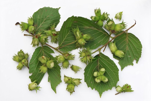 Corylus avellana di nocciola verde fresco su fondo bianco