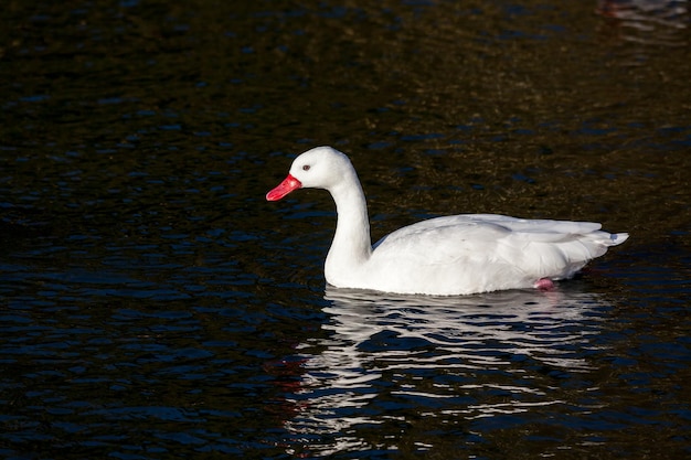 Coscoroba Swan (Coscoroba coscoroba) nuota in un lago