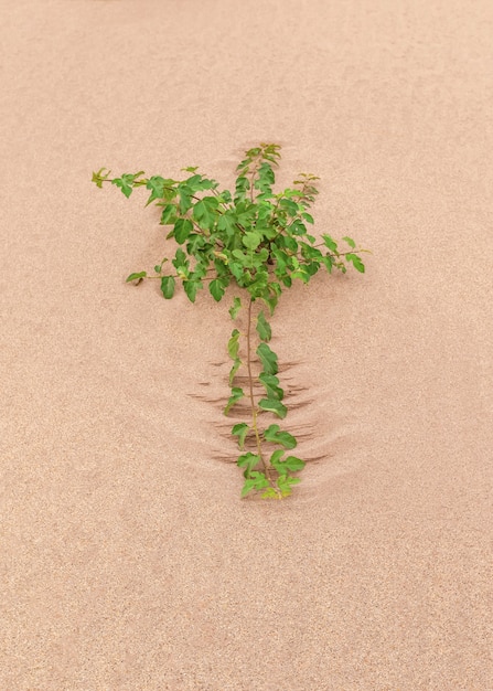 Cose con una piccola vita nel deserto