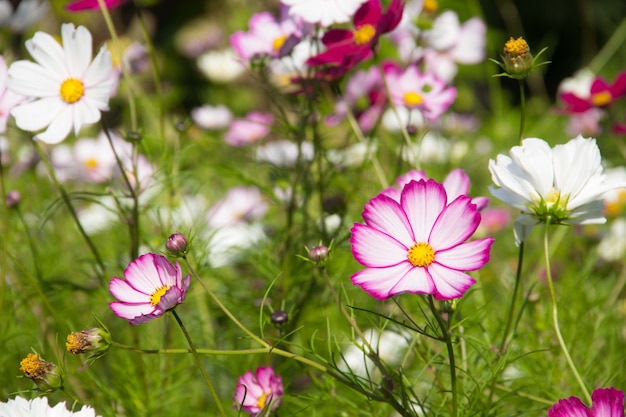 Cosmea. Fiori estivi. Fiori colorati come margherite. Fiori su sfondo verde. Natura estiva.