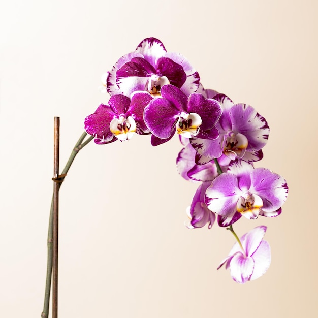 Cosmetici rosa fiori di orchidea su sfondo marrone