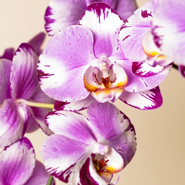 Cosmetici rosa fiori di orchidea su sfondo marrone