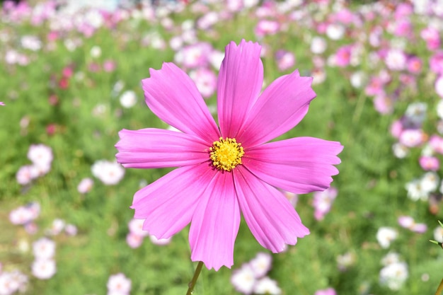 Cosmo colorato fiori che sbocciano nel giardino