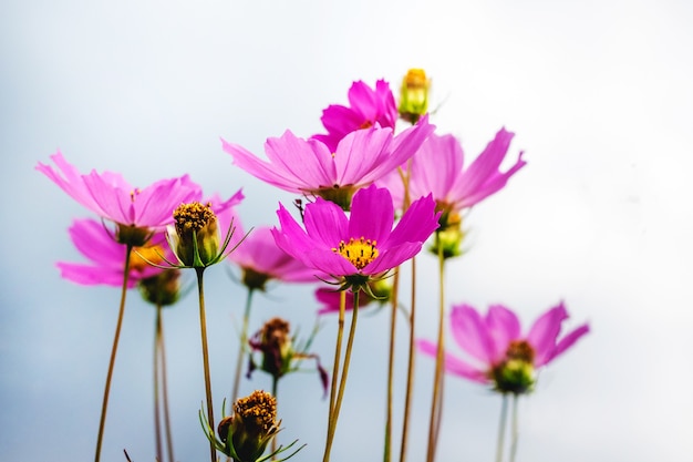 Cosmo di fiori rosa sullo sfondo del cielo. Fiori d'estate