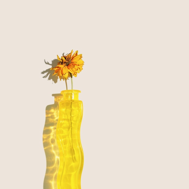 Cosmo di fiori secchi gialli in vaso di vetro giallo con riflesso colorato su sfondo beige bella ombra dalla luce solare autunno natura morta estetica creativa stile minimalista spazio di copia piatto