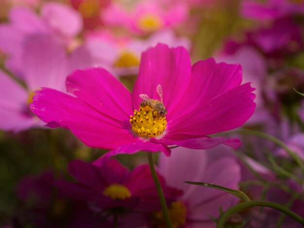 Cosmo di zolfo nel giardino