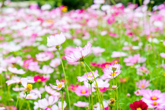 Cosmo fiore bianco rosa in campo