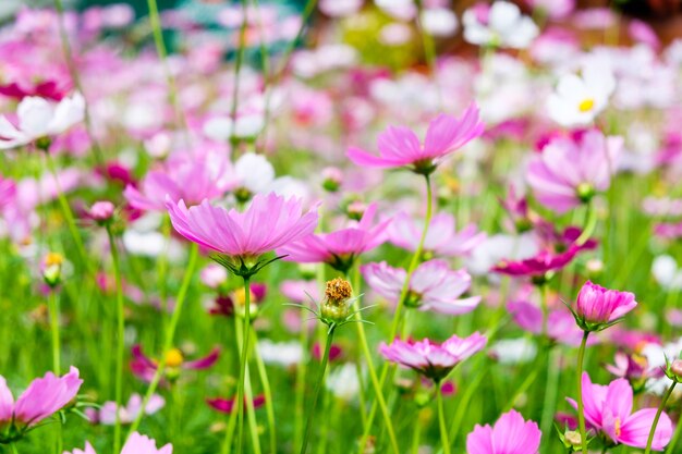 Cosmo fiore bianco rosa in giardino