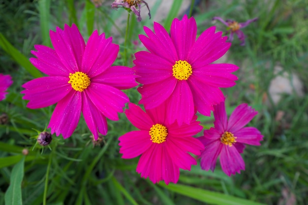 Cosmo fiore in primo piano giardino Cosmo fiore è una pianta ornamentale