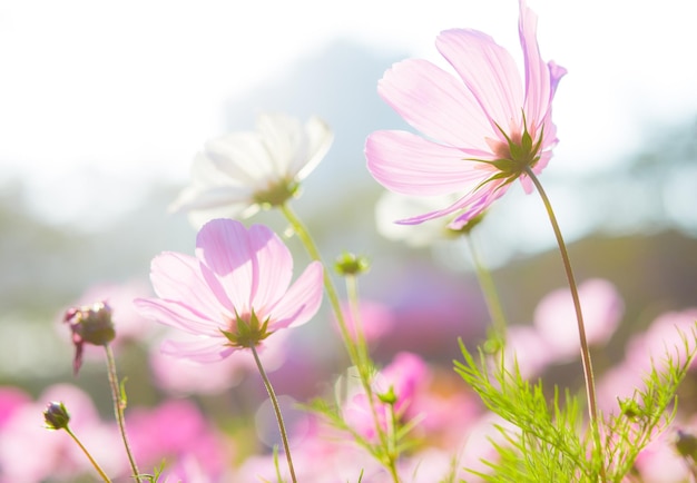 Cosmo fiori al tramonto