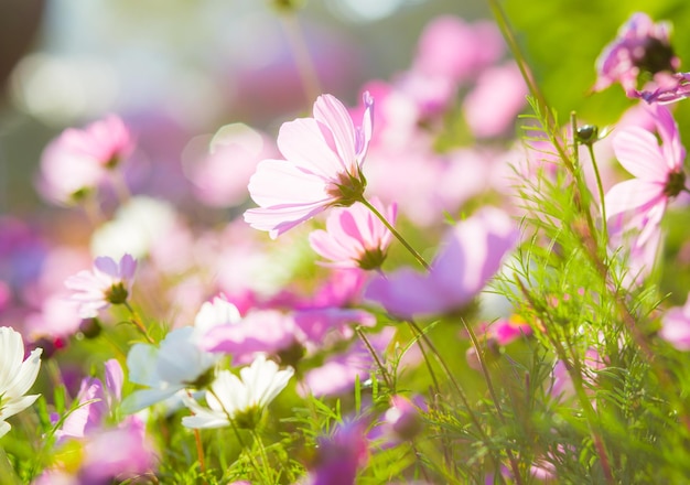 Cosmo fiori al tramonto