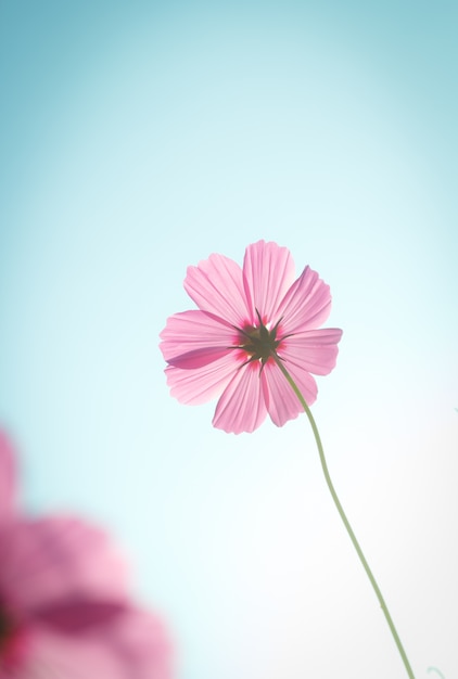 cosmo fiori contro il cielo con filtro colore.