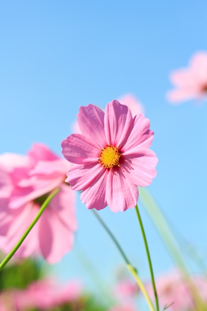 cosmo fiori contro il cielo con filtro colore.