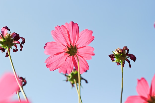 cosmo fiori contro il cielo con filtro colore.