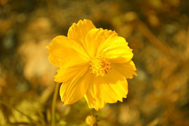 cosmo giallo in natura con goccia di rugiada