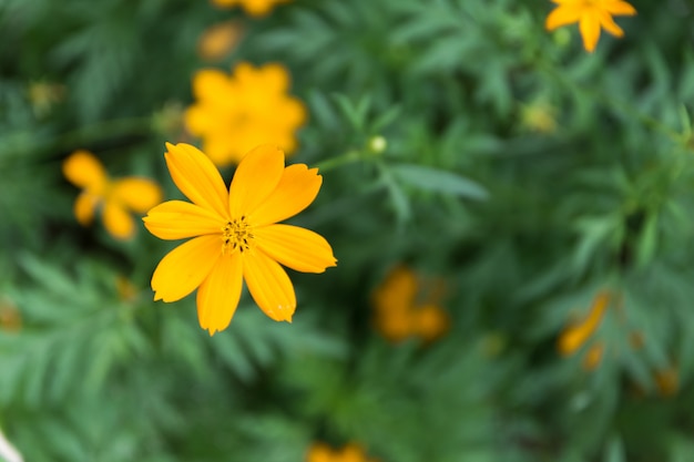 Cosmo in giardino.