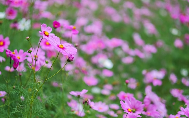 Cosmo rosa fiori che sbocciano nel giardino