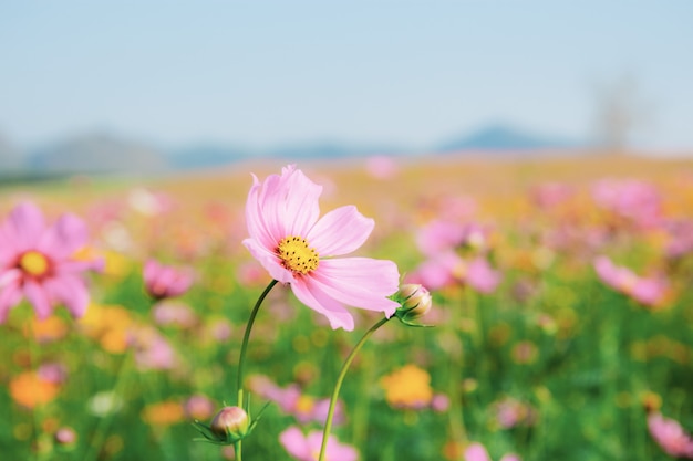 Cosmo rosa in campo.