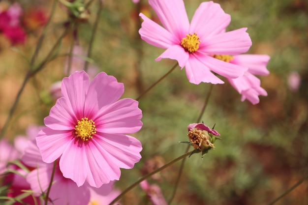 Cosmo rosa in tropicale