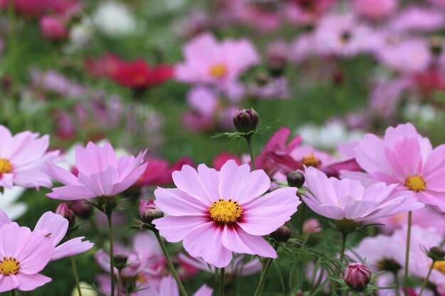 Cosmos bipinnatus o Garden cosmos o fiori di aster messicanoclosure di fiori rosa Cosmos
