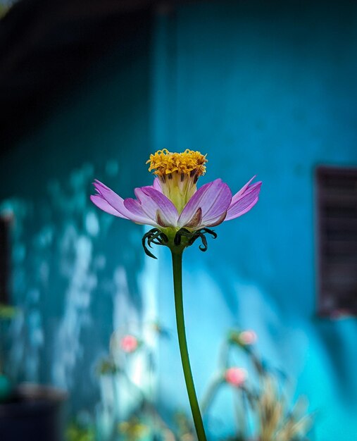 Cosmos caudatus o insalata del re è un fiore rosa porpora o bianco