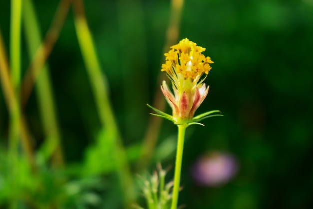 Cosmos Pollen