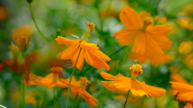 Cosmos sulphureus è una specie di pianta da fiore della famiglia delle Asteraceae, cosmo di zolfo