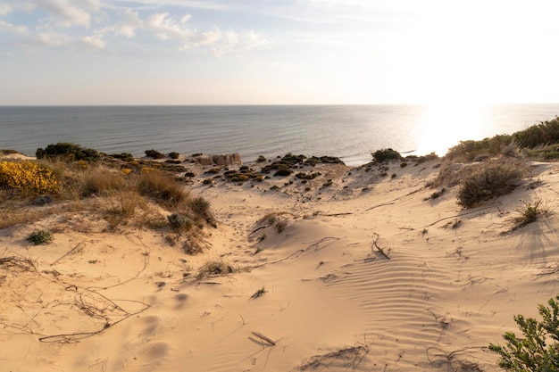 Costa con scogliere dune pini vegetazione verdeLa spiaggia più bella della Spagna