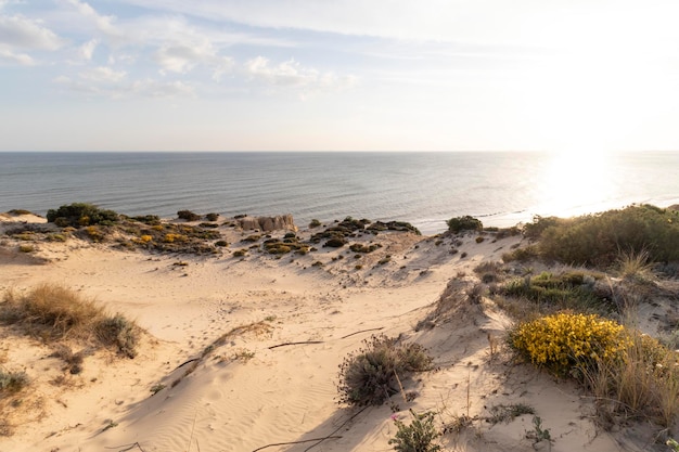 Costa con scogliere dune pini vegetazione verdeLa spiaggia più bella della Spagna