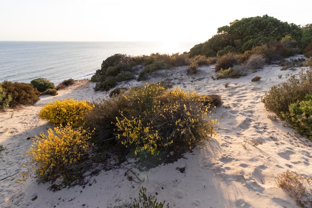 Costa con scogliere dune pini vegetazione verdeLa spiaggia più bella della Spagna