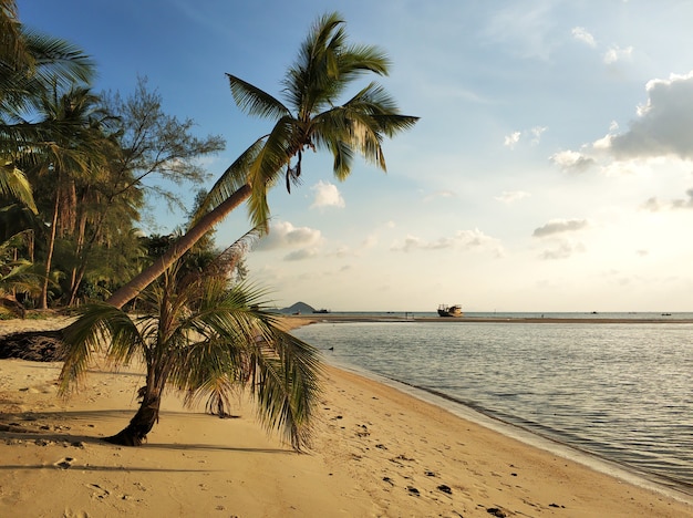 Costa con spiaggia sabbiosa e palme su un'isola tropicale.