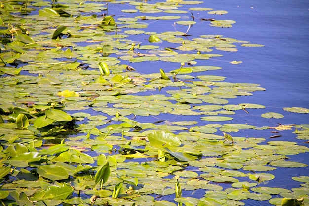 Costa del fiume Dnipro