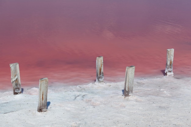 Costa del lago rosa salato con le uniche alghe Dunaliella salina