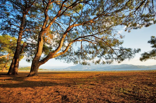 Costa del Mar Mediterraneo, alberi di pino e una spiaggia di sabbia in giornata di sole estivo