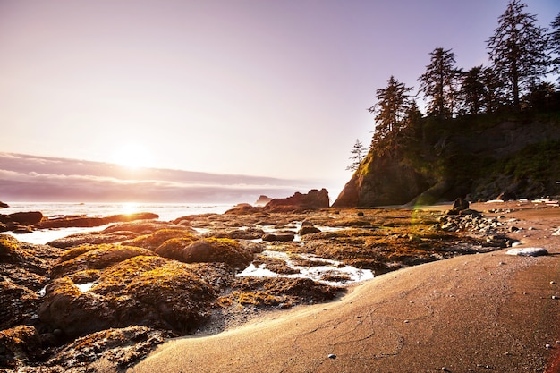 Costa del Pacifico panoramica e rigorosa nel Parco Nazionale di Olympic, Washington, Stati Uniti d'America. Rocce nell'oceano e grandi tronchi sulla spiaggia.