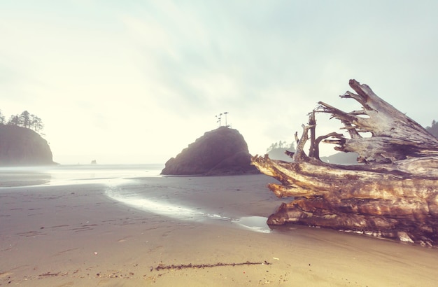 Costa del Pacifico panoramica e rigorosa nell'Olympic National Park, Washington, USA. Rocce nell'oceano e grandi tronchi sulla spiaggia.