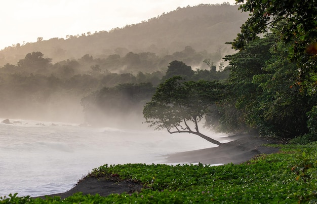 Costa dell'isola di Sulawesi Onde e sabbia nera Una foresta tropicale Indonesia