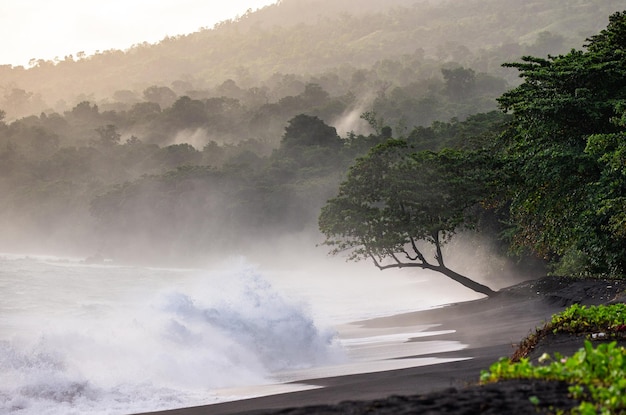 Costa dell'isola di Sulawesi Onde e sabbia nera Una foresta tropicale Indonesia