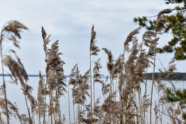 Costa estiva del fiume Volga