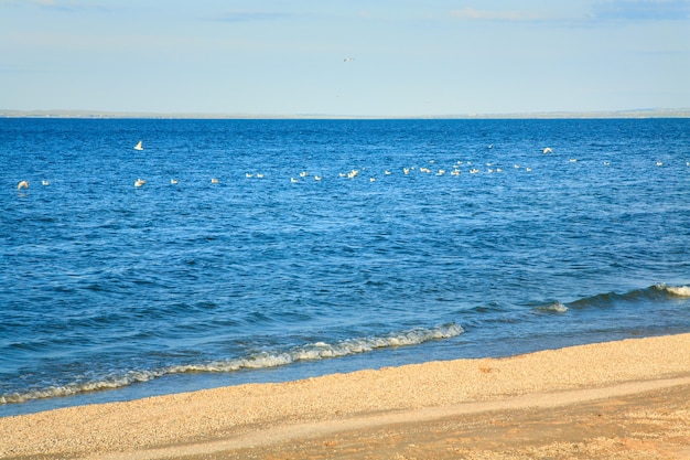 Costa sabbiosa del mare di estate e gabbiani sulla superficie dell'acqua (Mar d'Azov, Crimea, Ucraina)